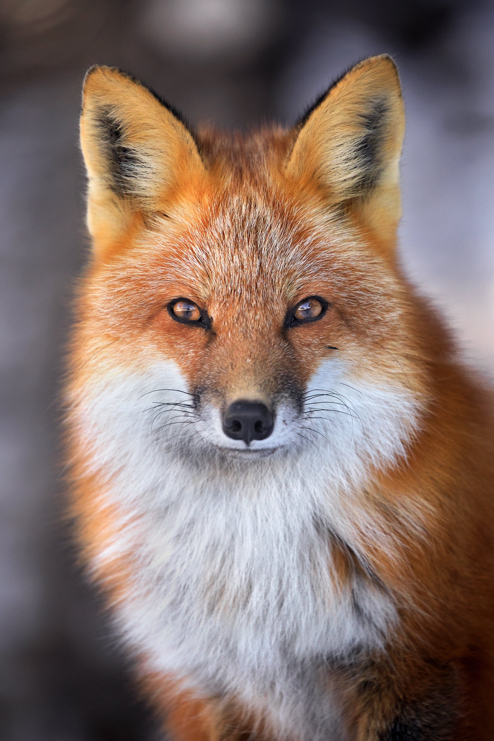 Renard roux - Hiver 006