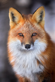 Renard roux - Hiver 006