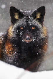 Renard roux - Hiver 007