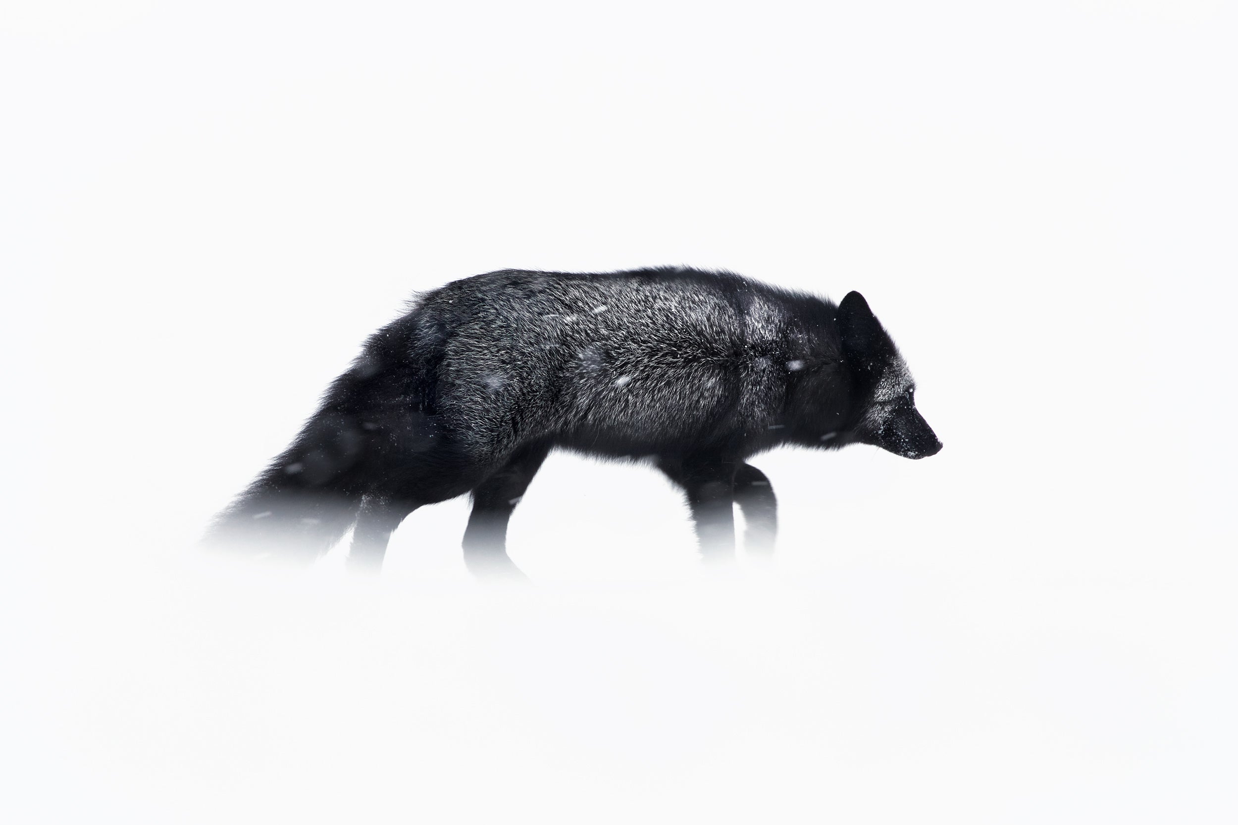 Renard roux - Hiver 008