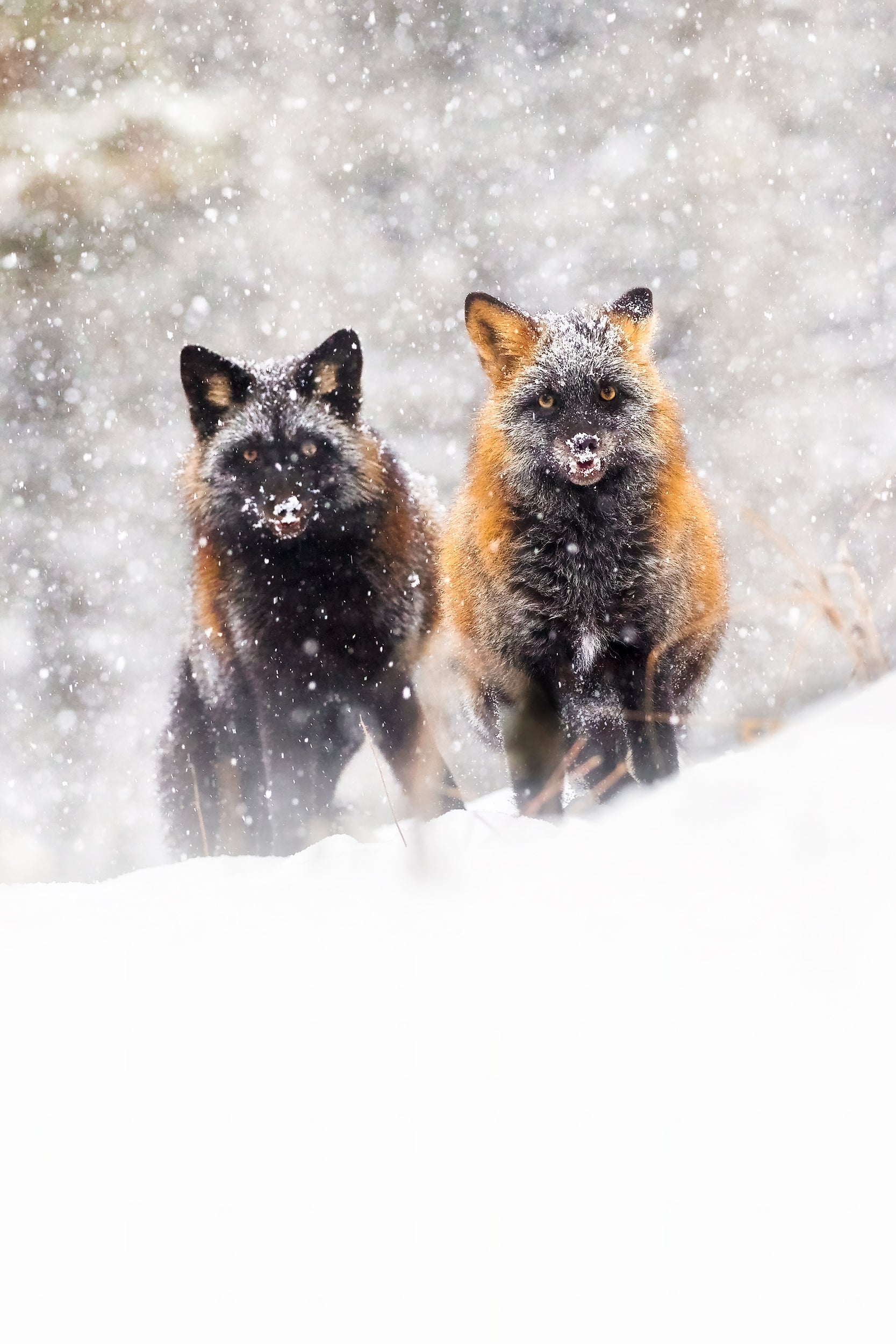 Renard roux - Hiver 010