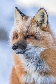 Renard roux - Hiver 101