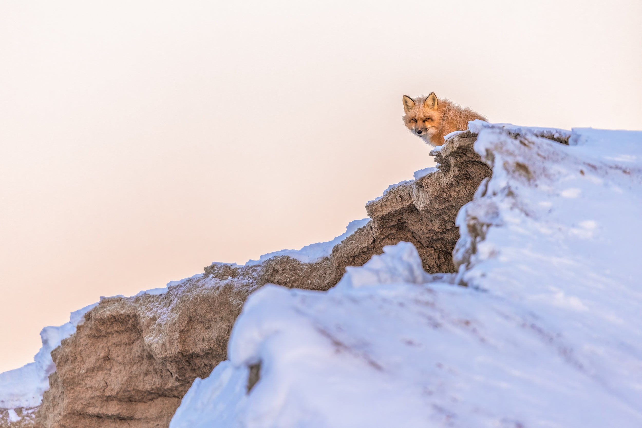 Renard roux - Hiver 104