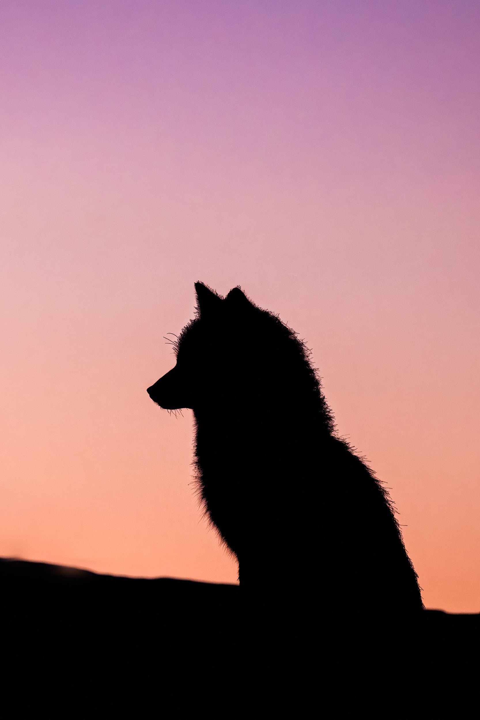 Renard roux - Hiver 105