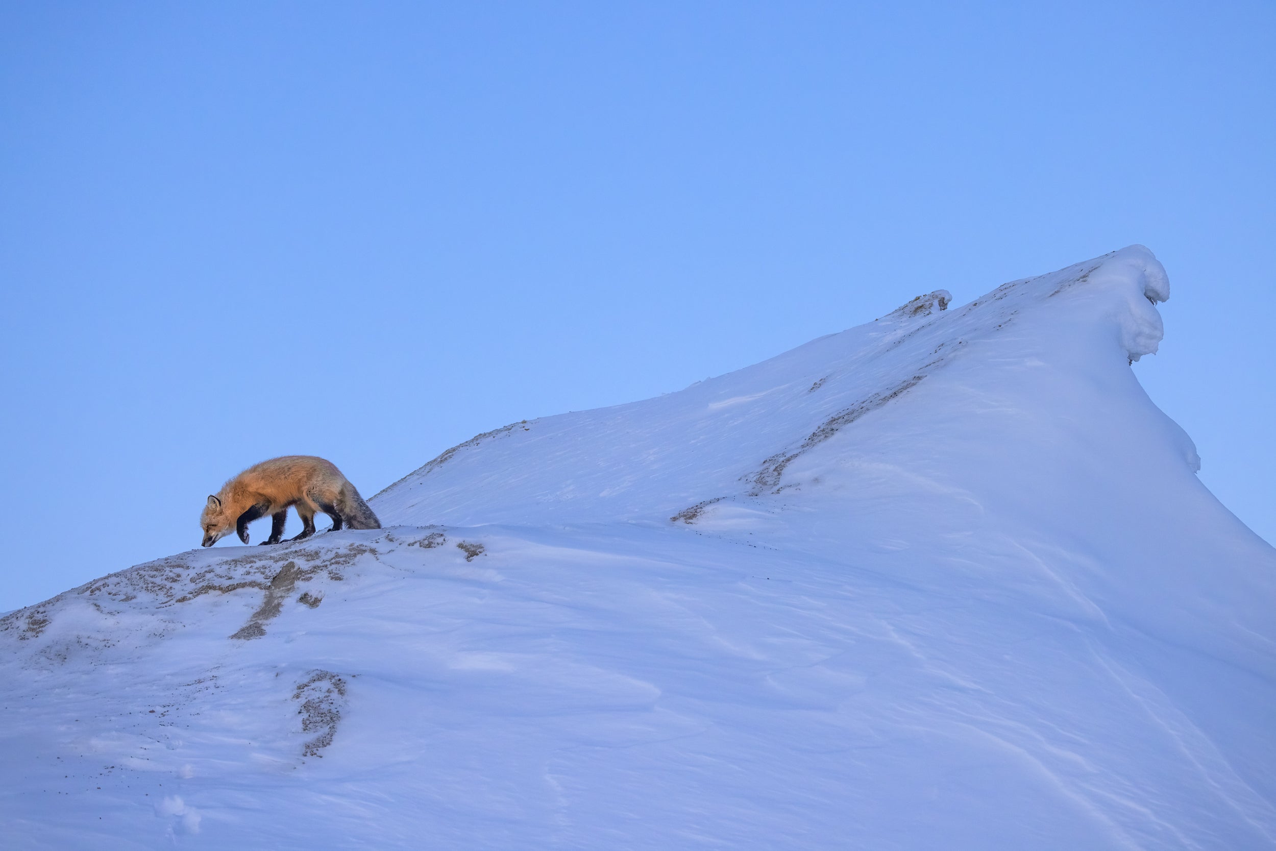 Renard roux - Hiver 106
