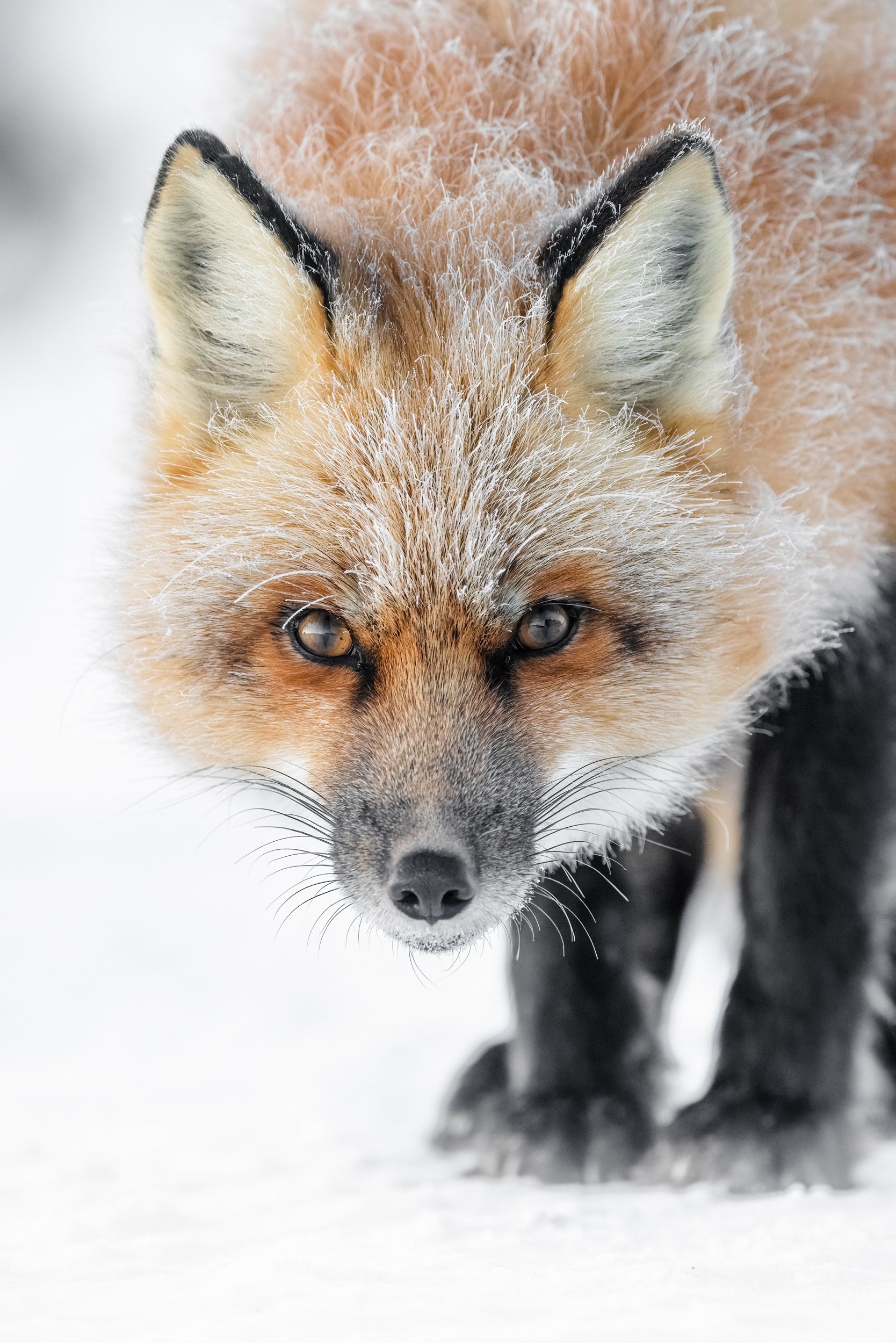 Renard roux - Hiver 107