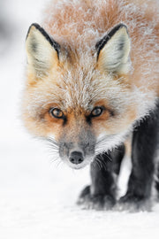 Renard roux - Hiver 107