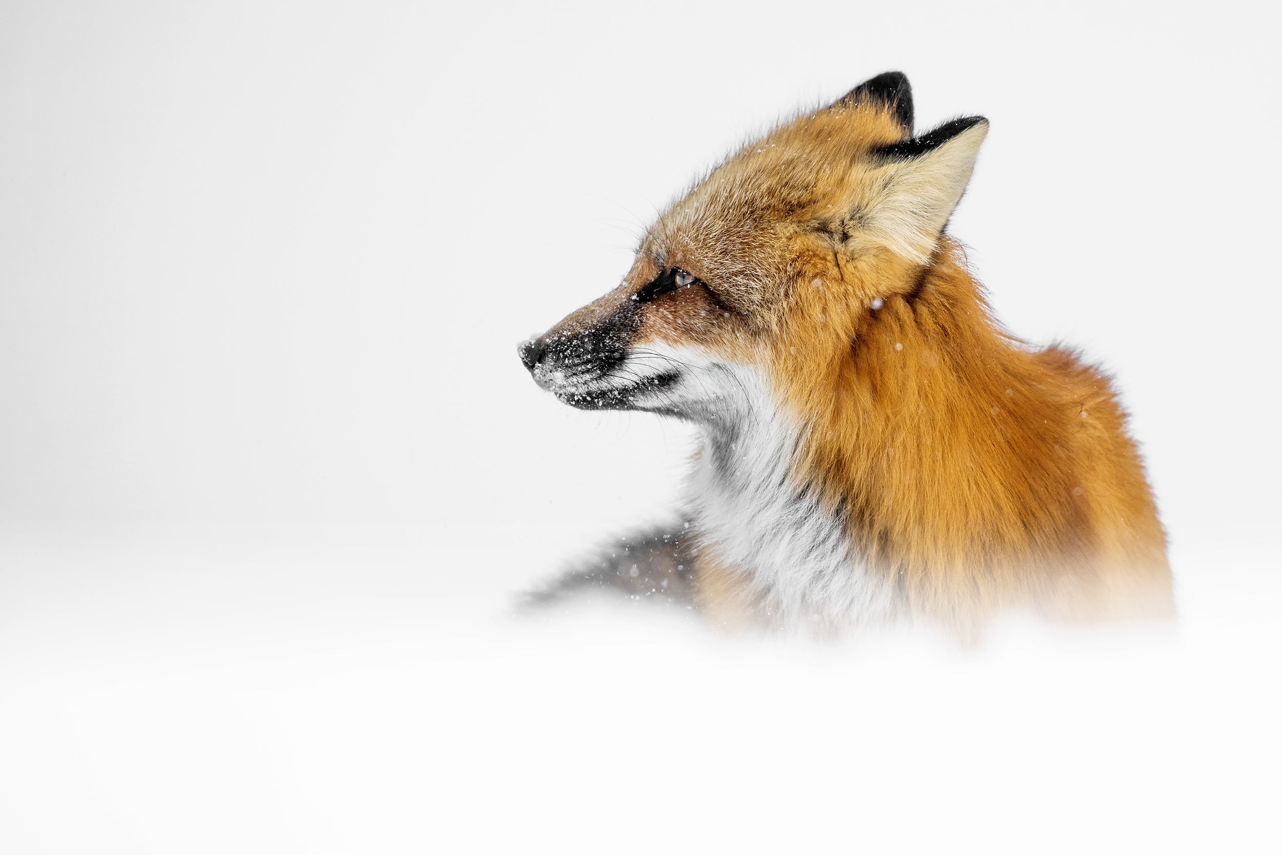 Renard roux - Hiver 011