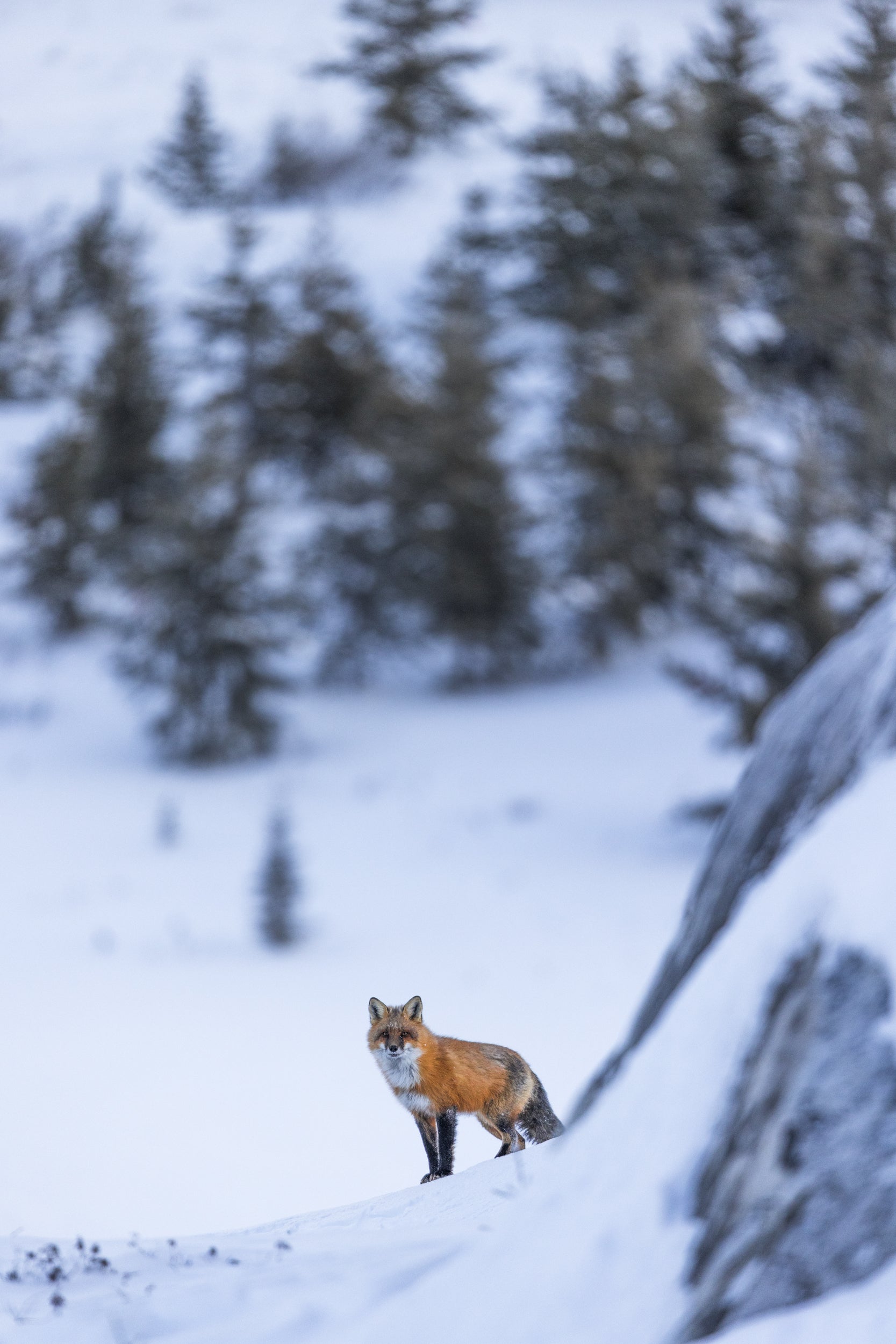 Renard roux - Hiver 111