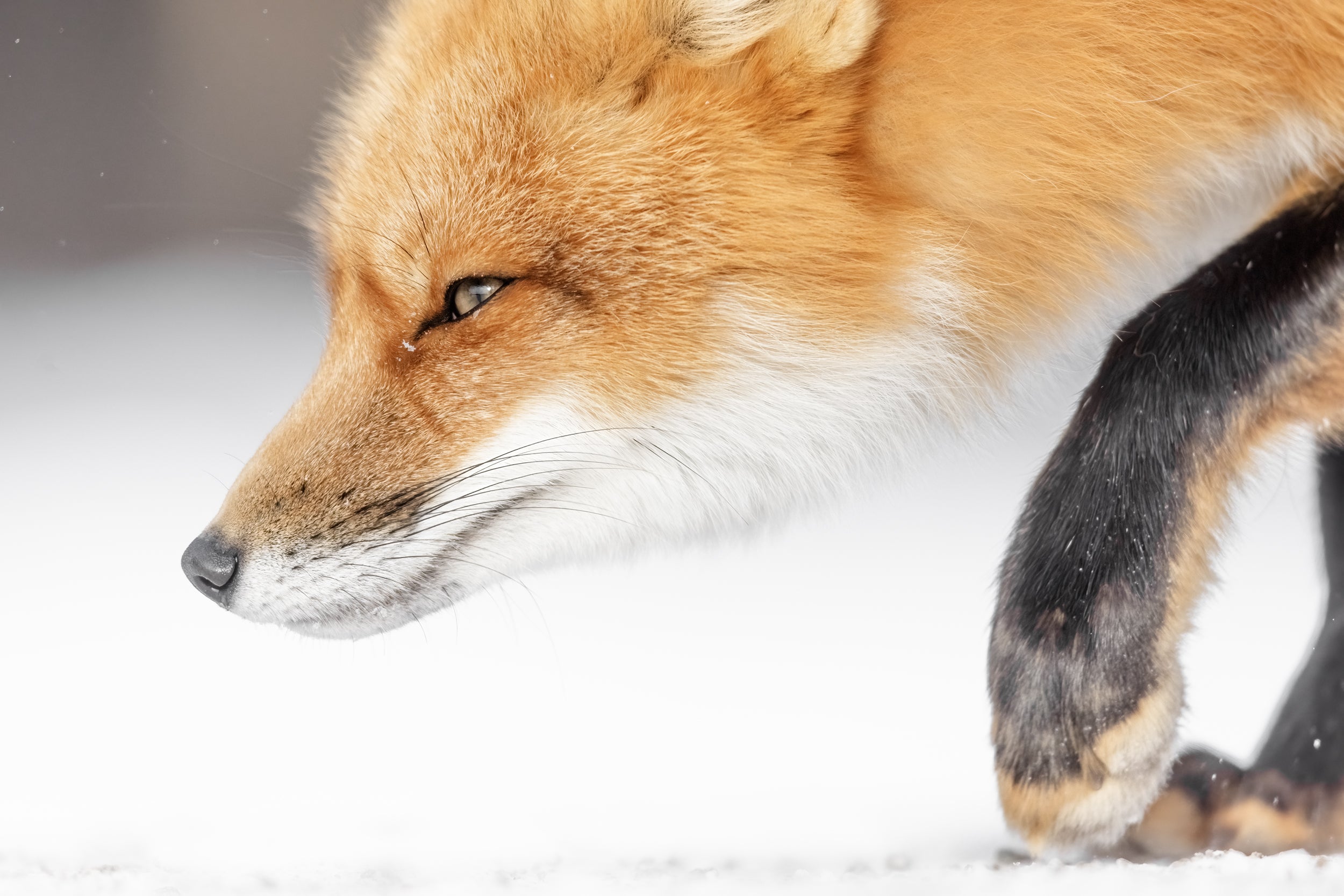 Renard roux - Hiver 112