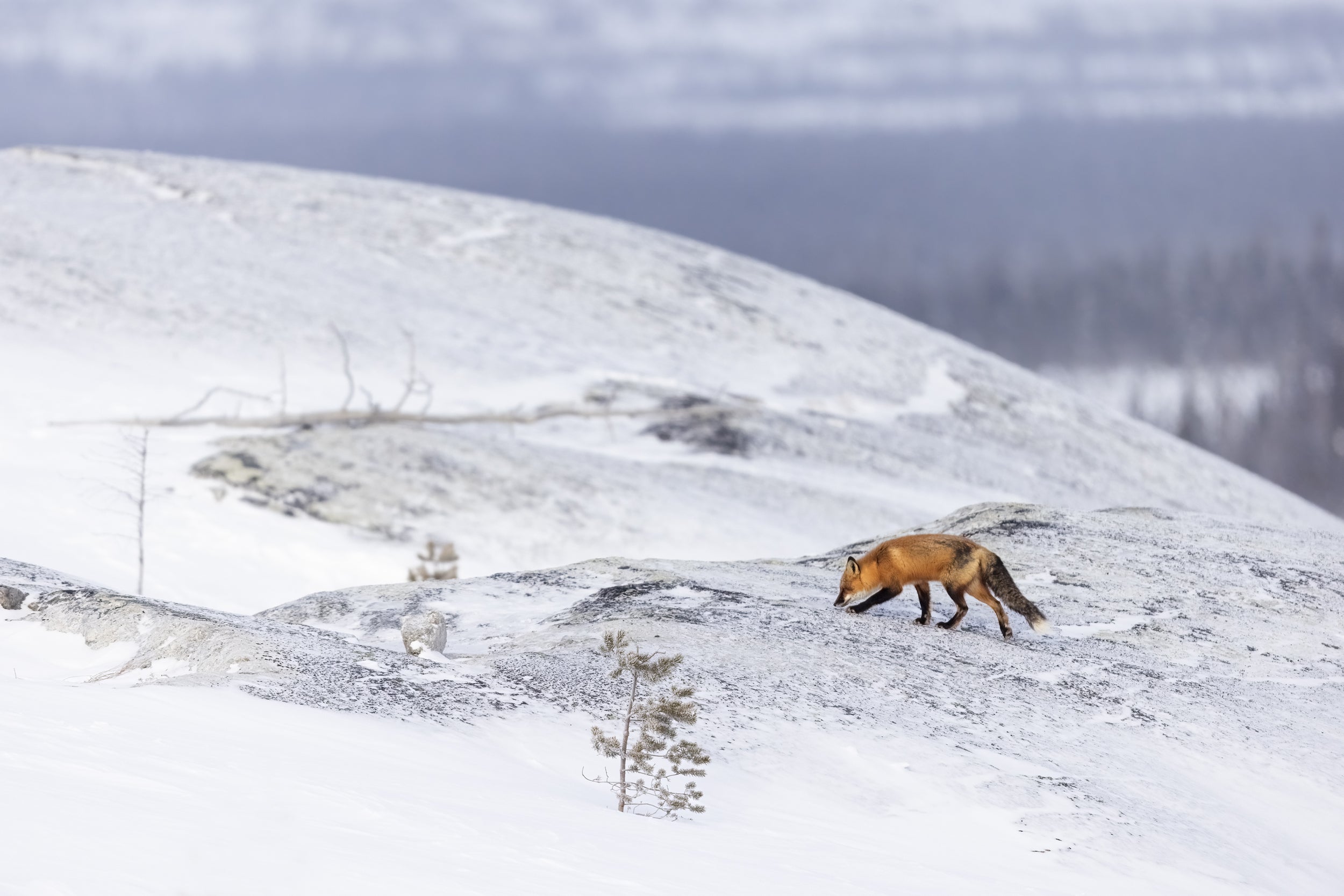 Renard roux - Hiver 116