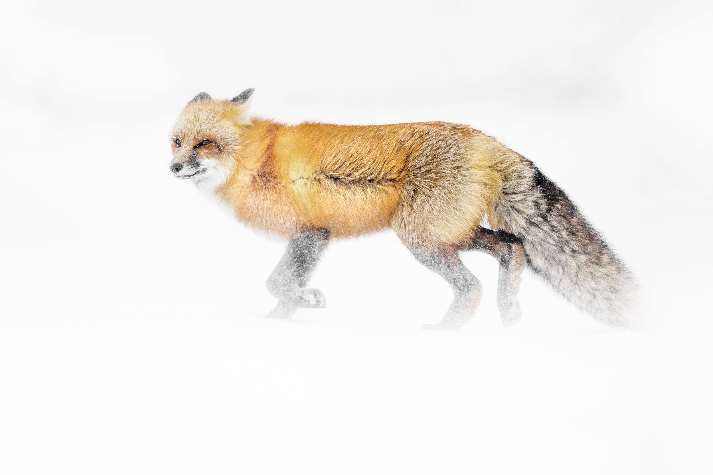 Renard roux - Hiver 012