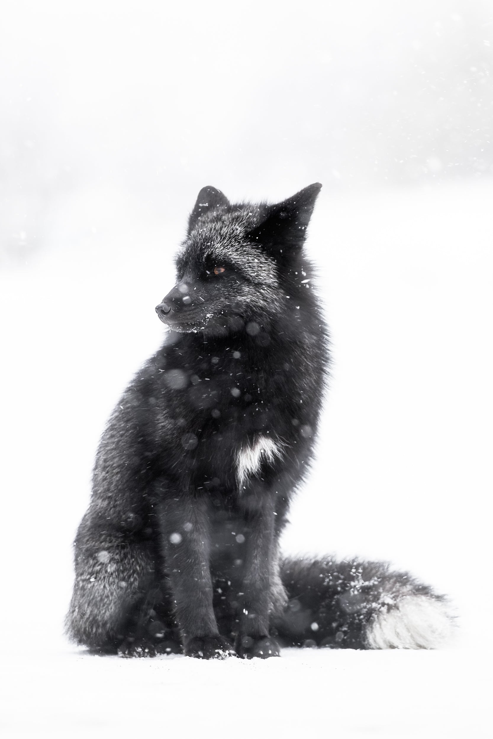 Renard roux - Hiver 120