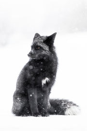 Renard roux - Hiver 120