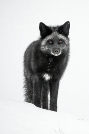 Renard roux - Hiver 121