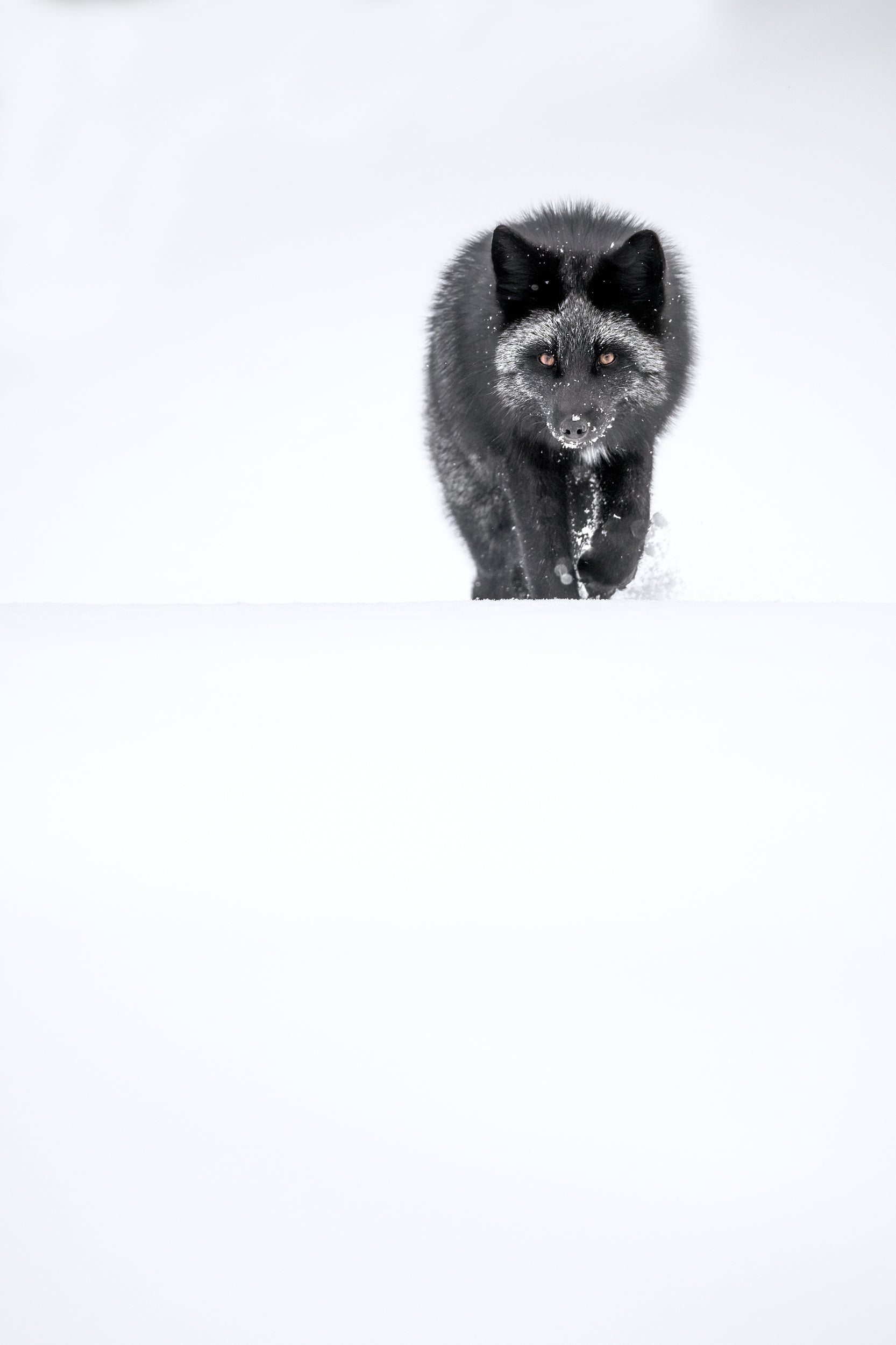 Renard roux - Hiver 123