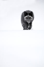 Renard roux - Hiver 123