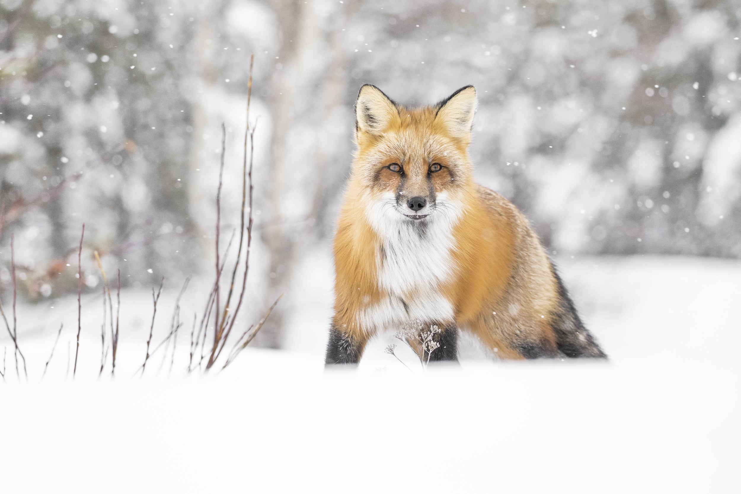 Renard roux - Hiver 016