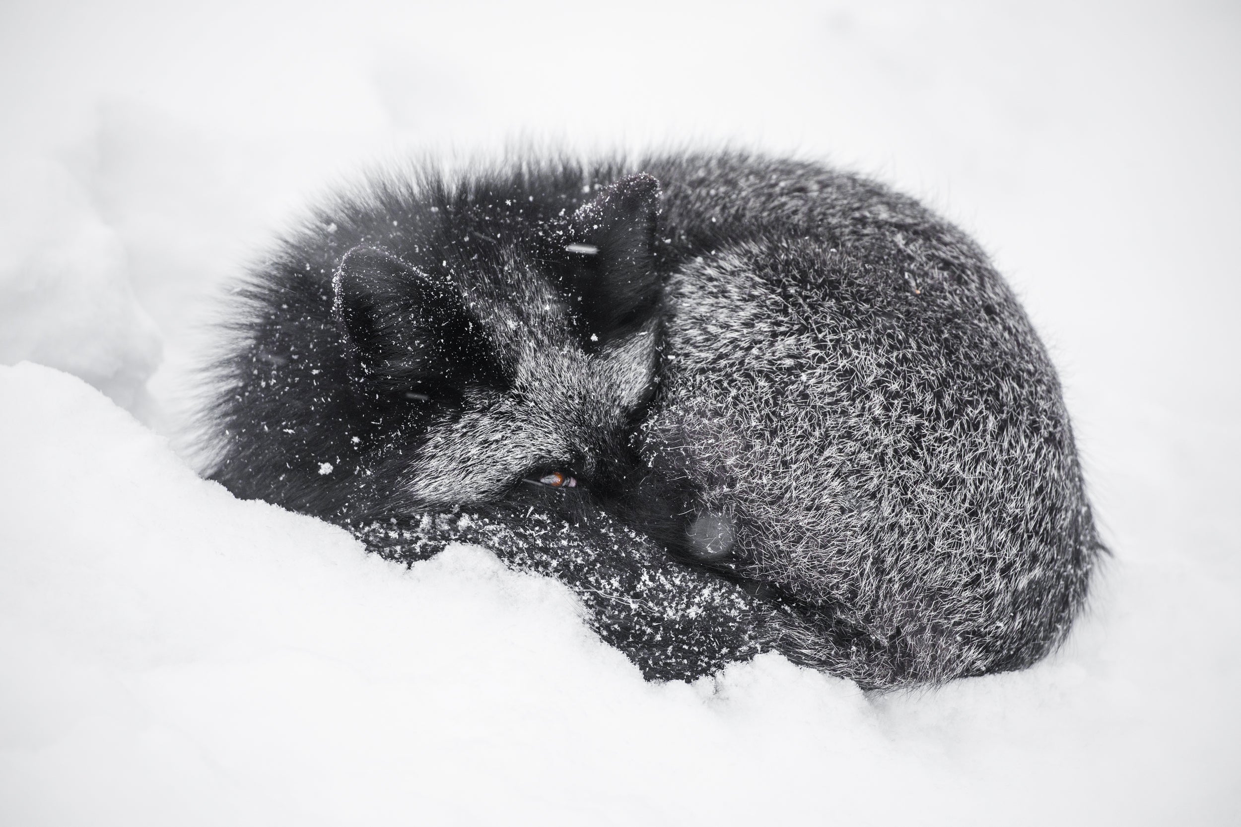 Renard roux - Hiver 019