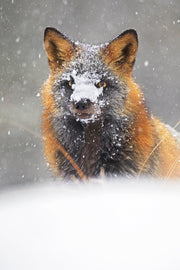 Renard roux - Hiver 023