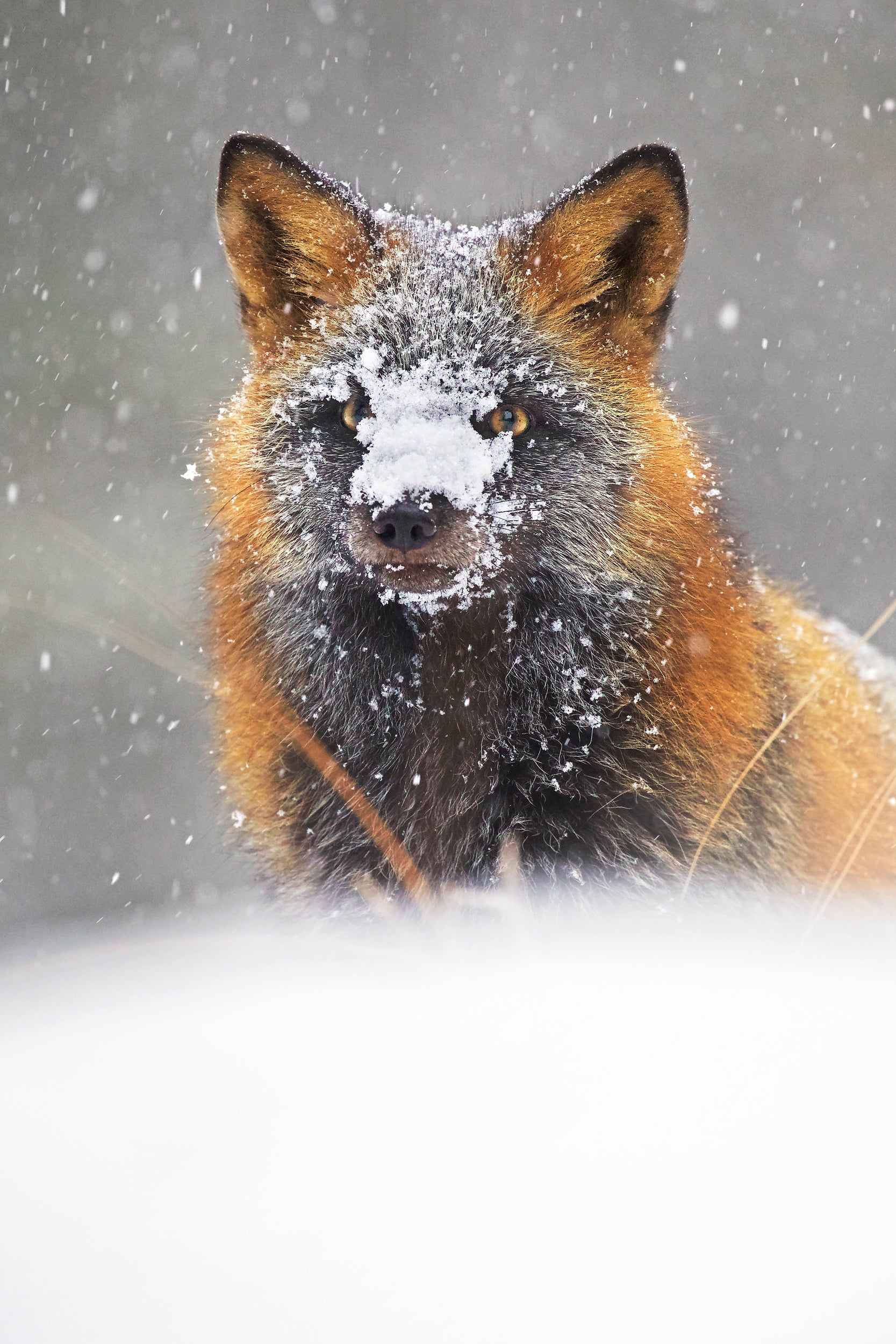 Renard roux - Hiver 023