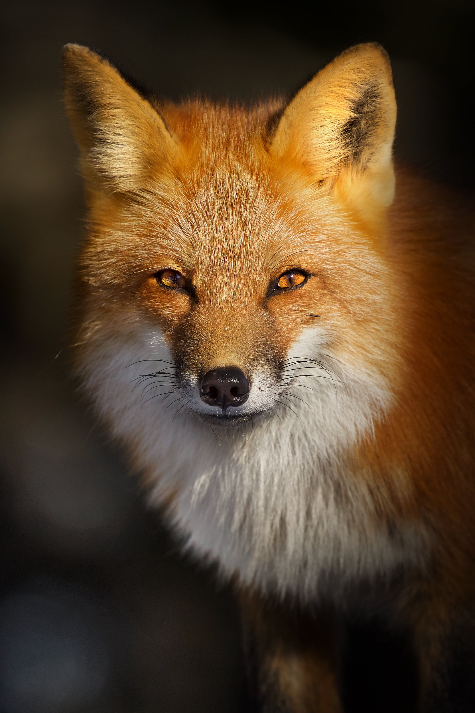 Renard roux - Hiver 025