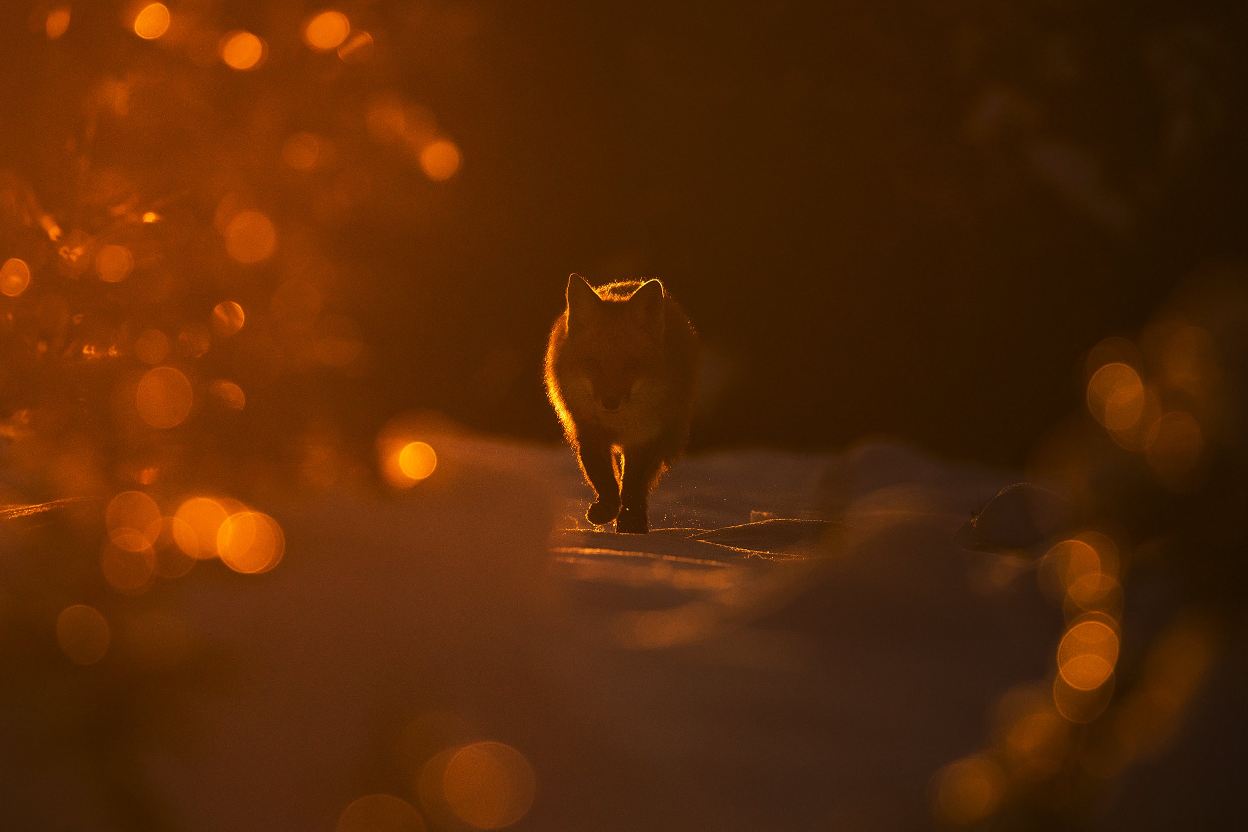 Renard roux - Hiver 026