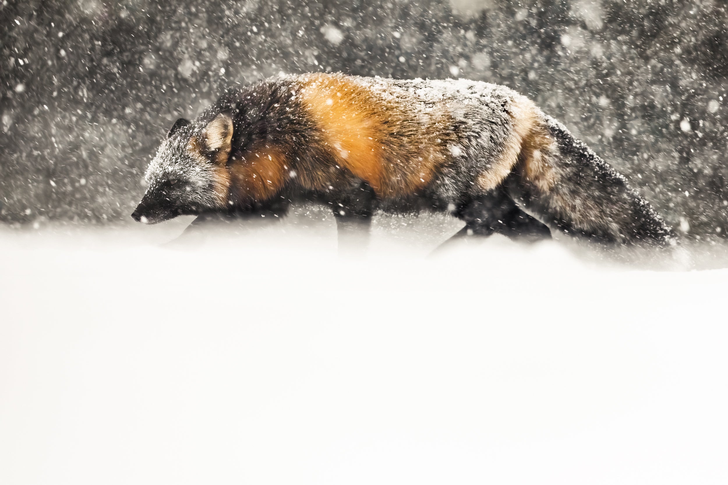 Renard roux - Hiver 028