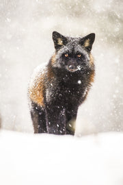 Renard roux - Hiver 029