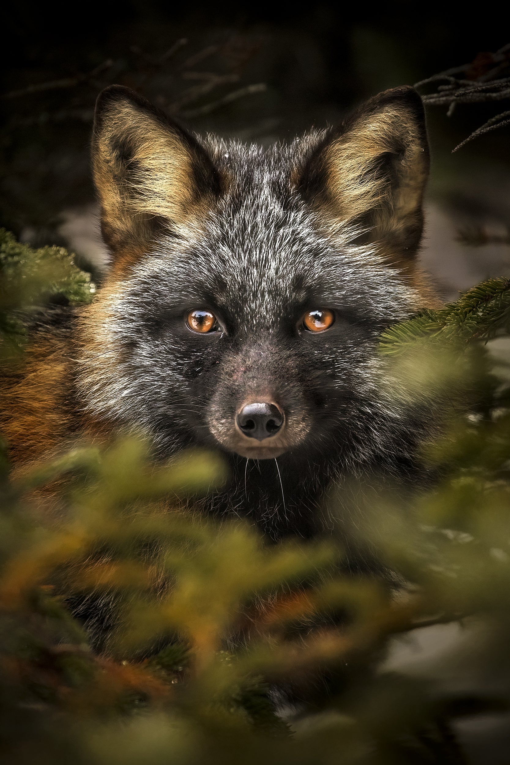 Renard roux - Hiver 032