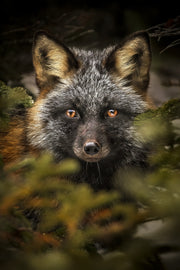 Renard roux - Hiver 032