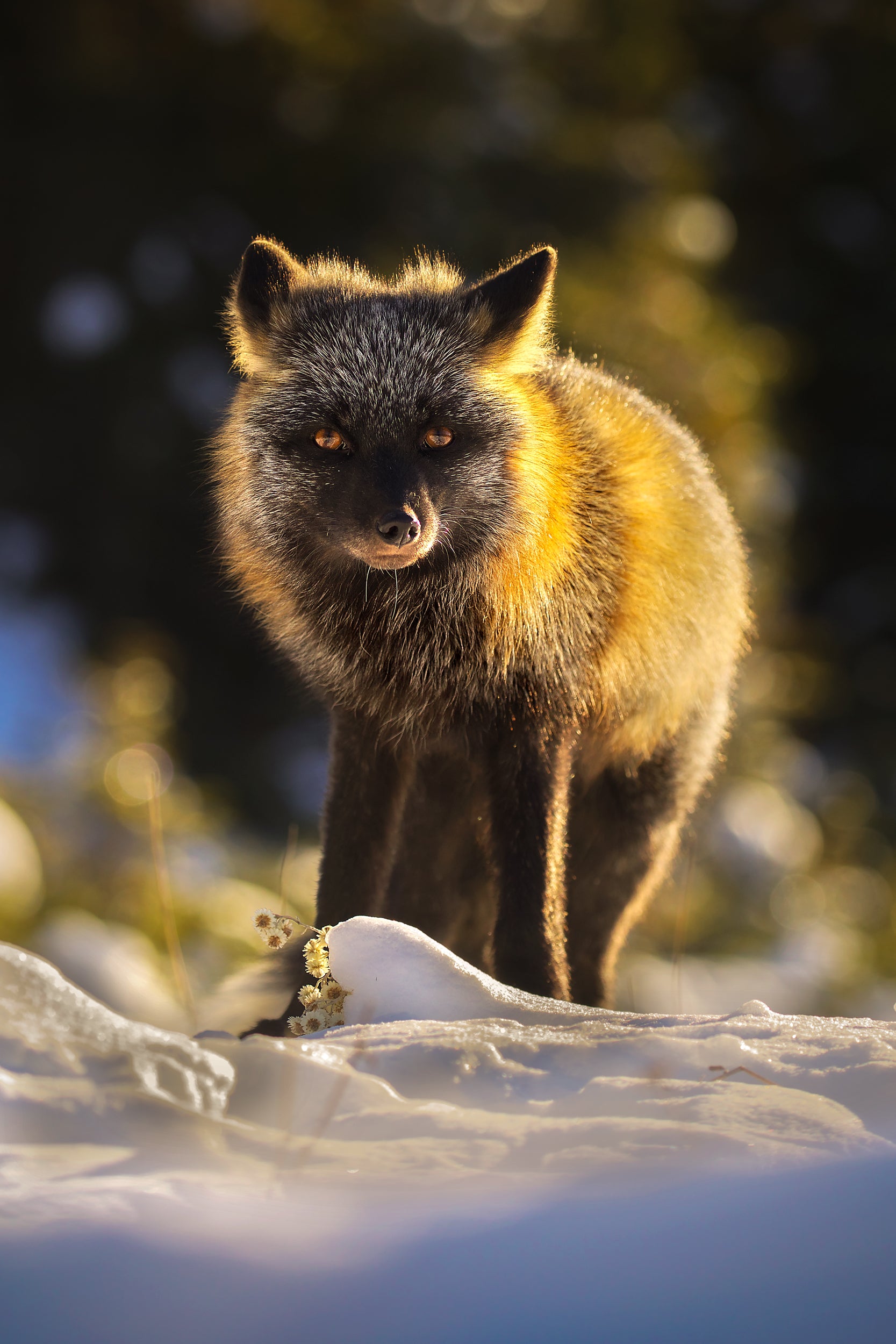 Renard roux - Hiver 033