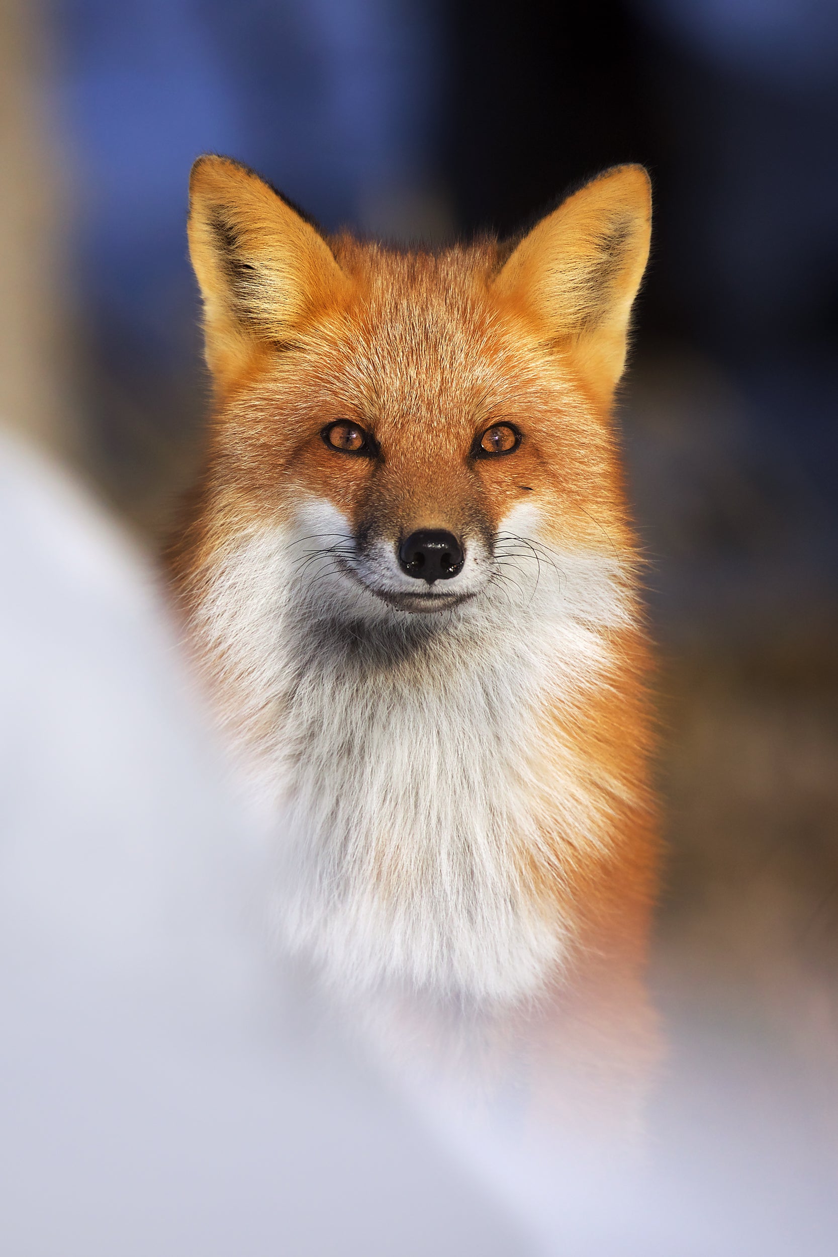 Renard roux - Hiver 035