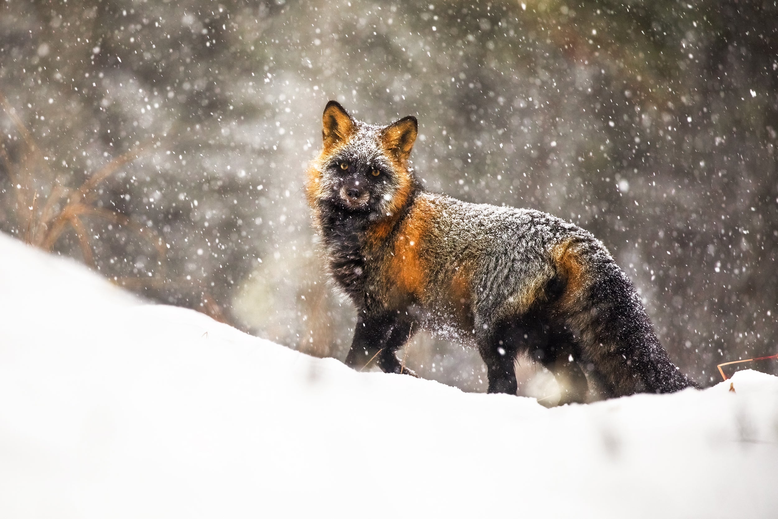 Renard roux - Hiver 039