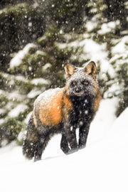 Renard roux - Hiver 043