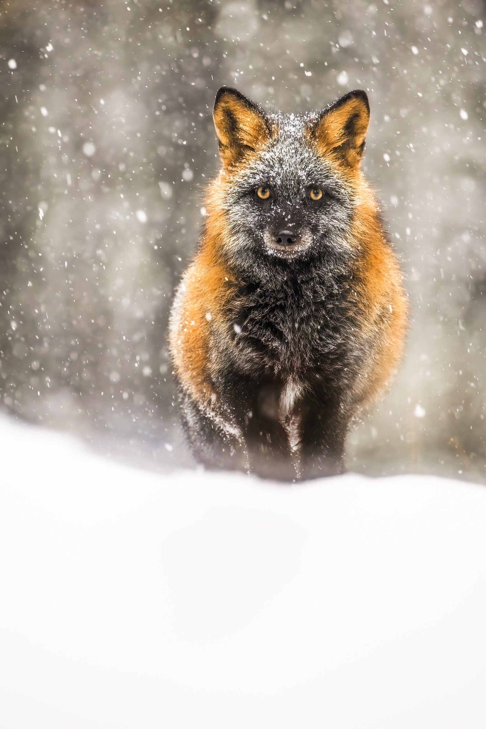 Renard roux - Hiver 044