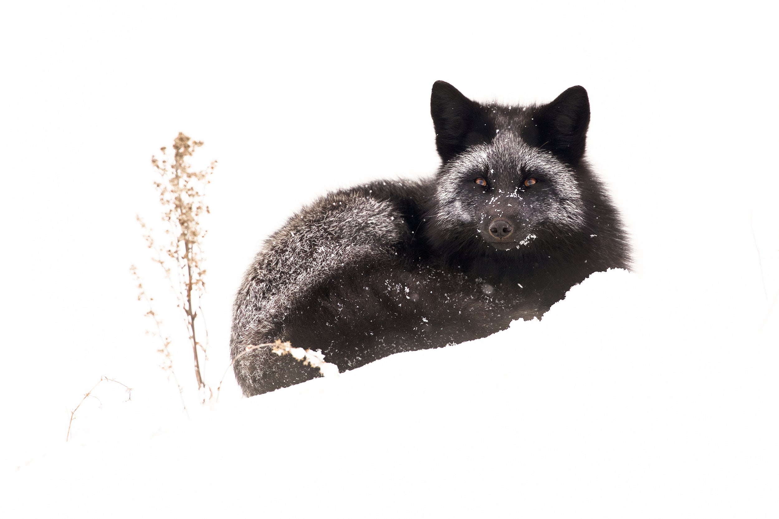 Renard roux - Hiver 046