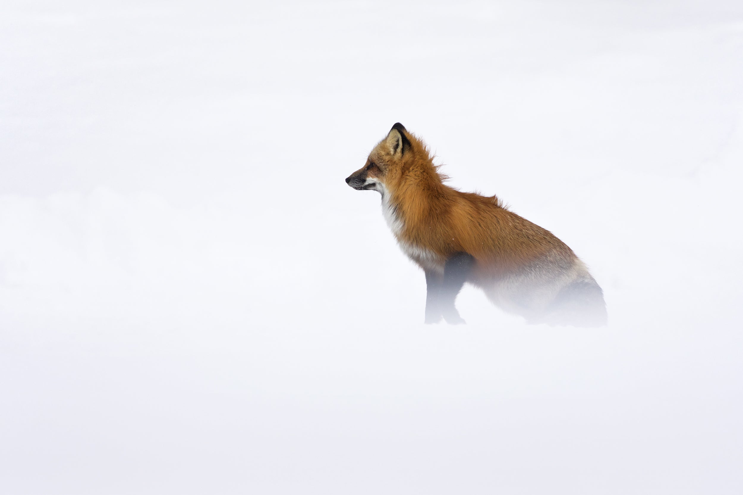 Renard roux - Hiver 048