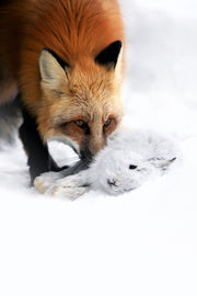 Renard roux - Hiver 053