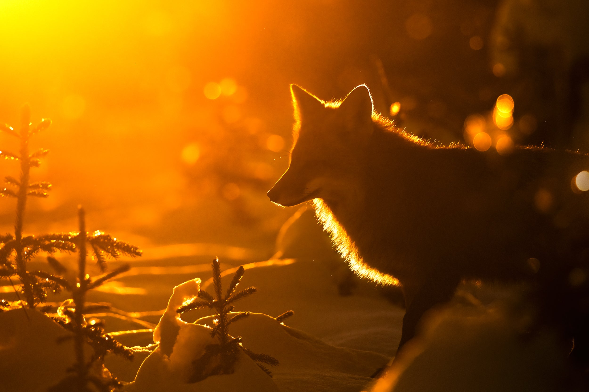 Renard roux - Hiver 054