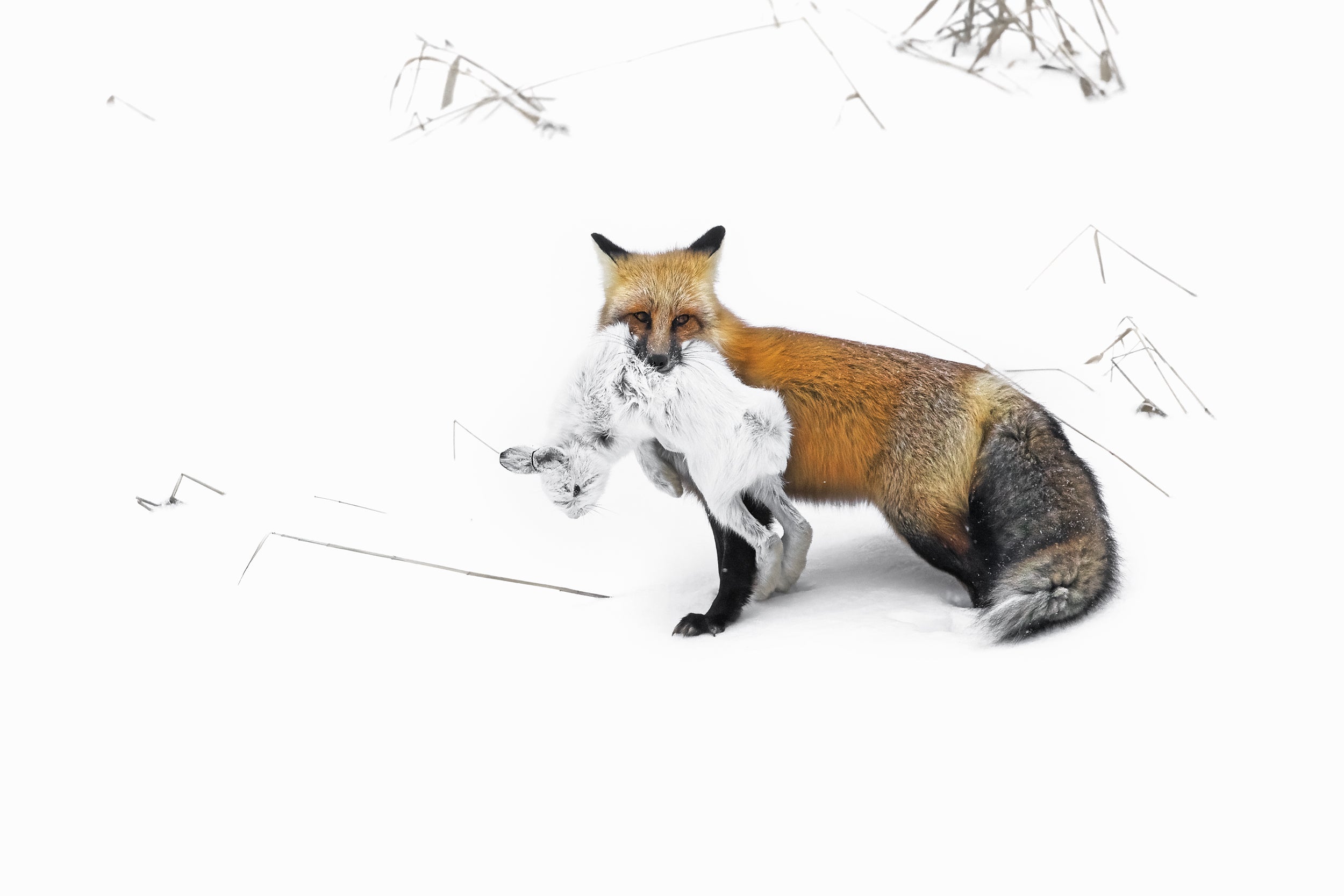 Renard roux - Hiver 055