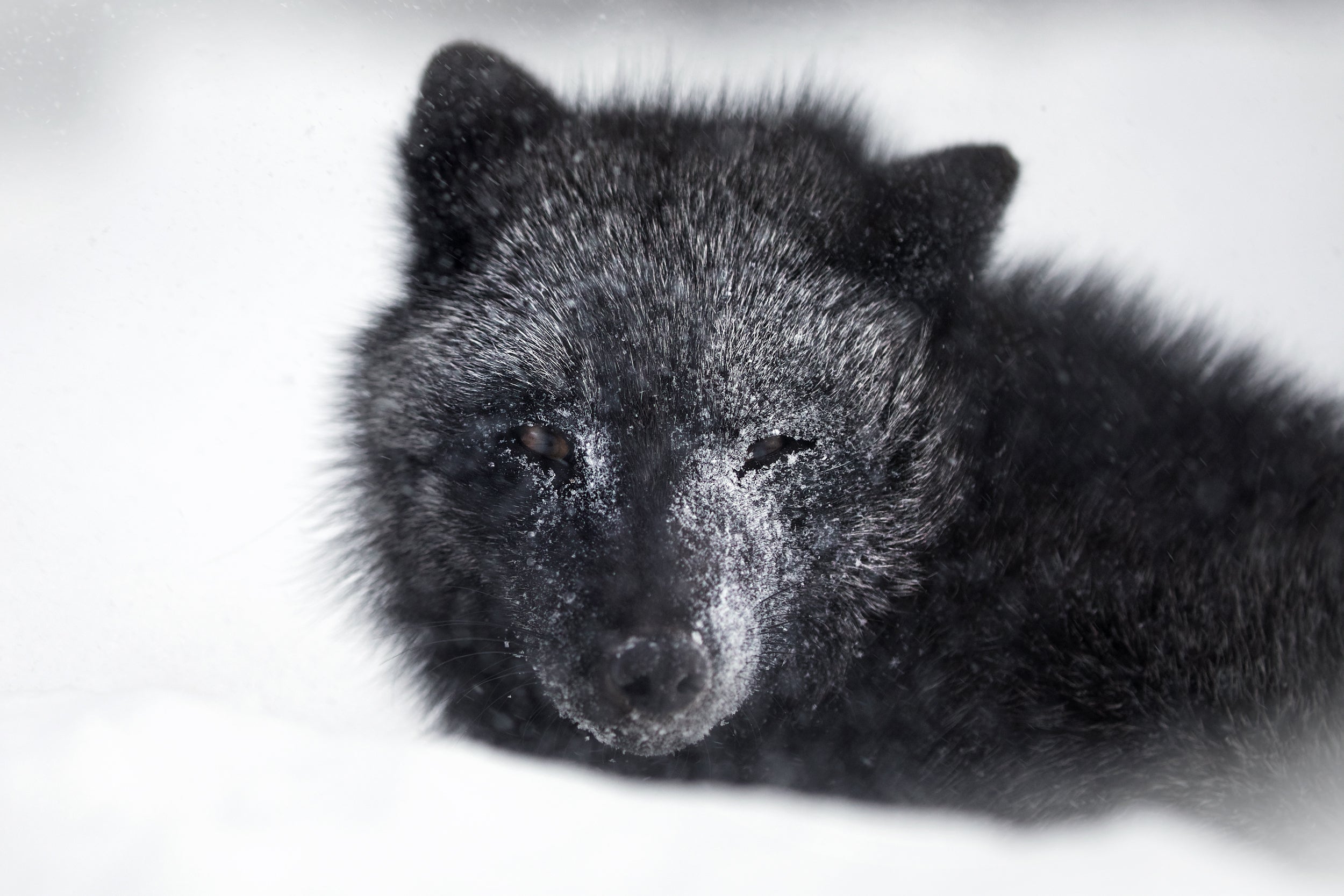 Renard roux - Hiver 058