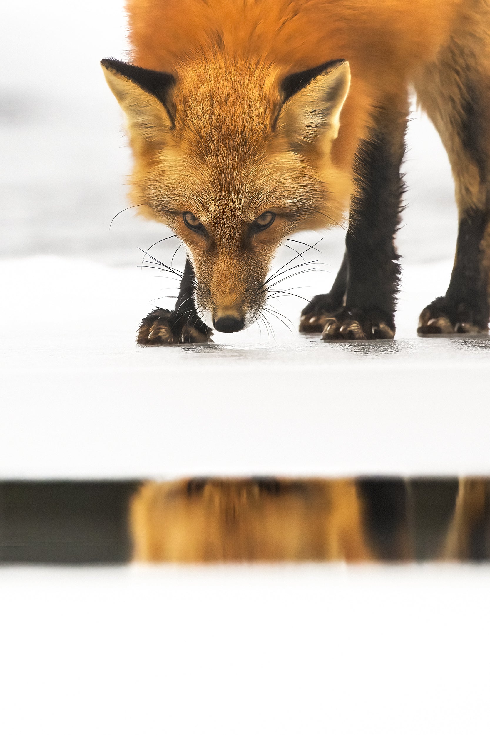 Renard roux - Hiver 062