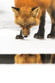 Renard roux - Hiver 062