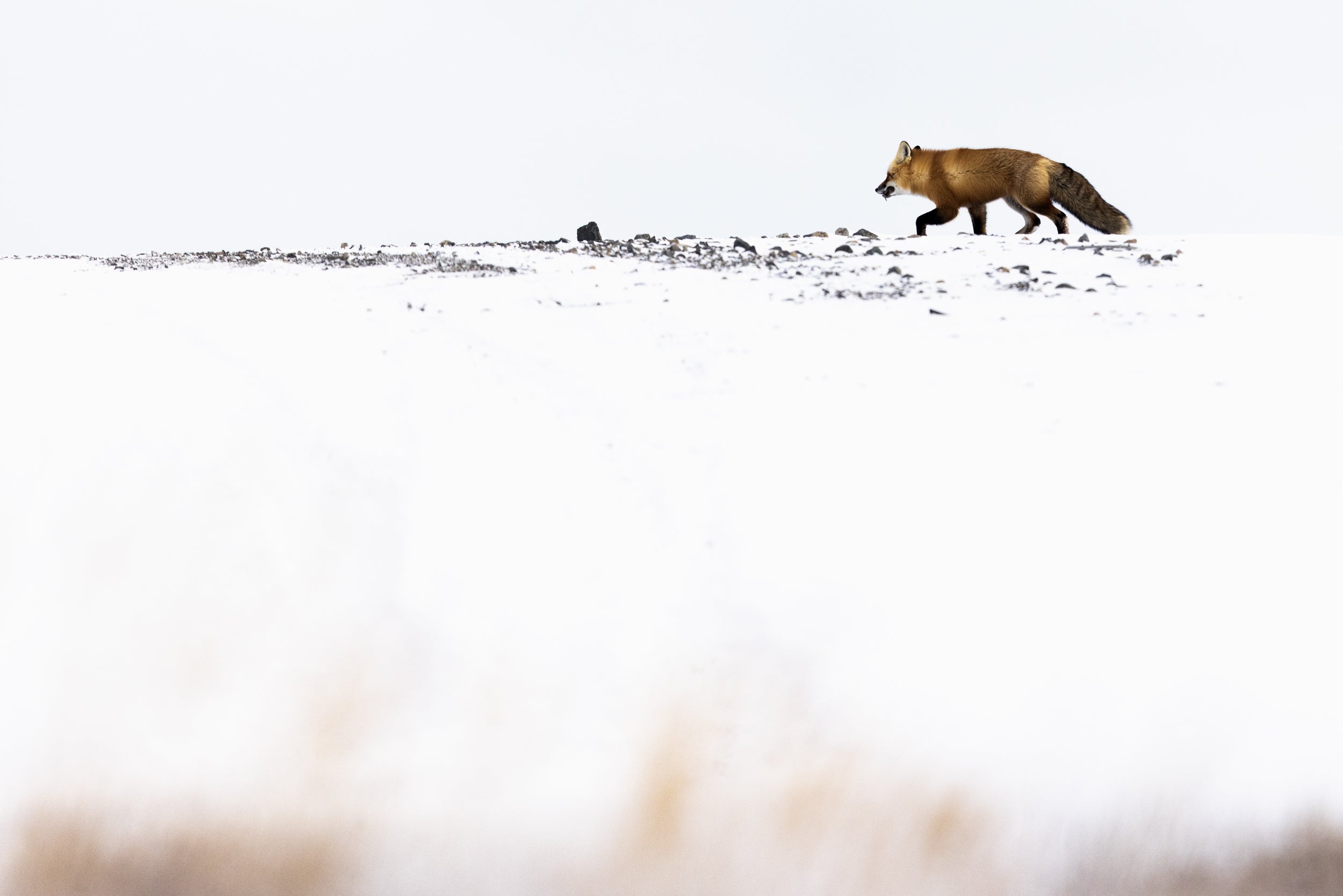 Renard roux - Hiver 075