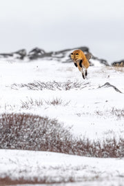 Renard roux - Hiver 076