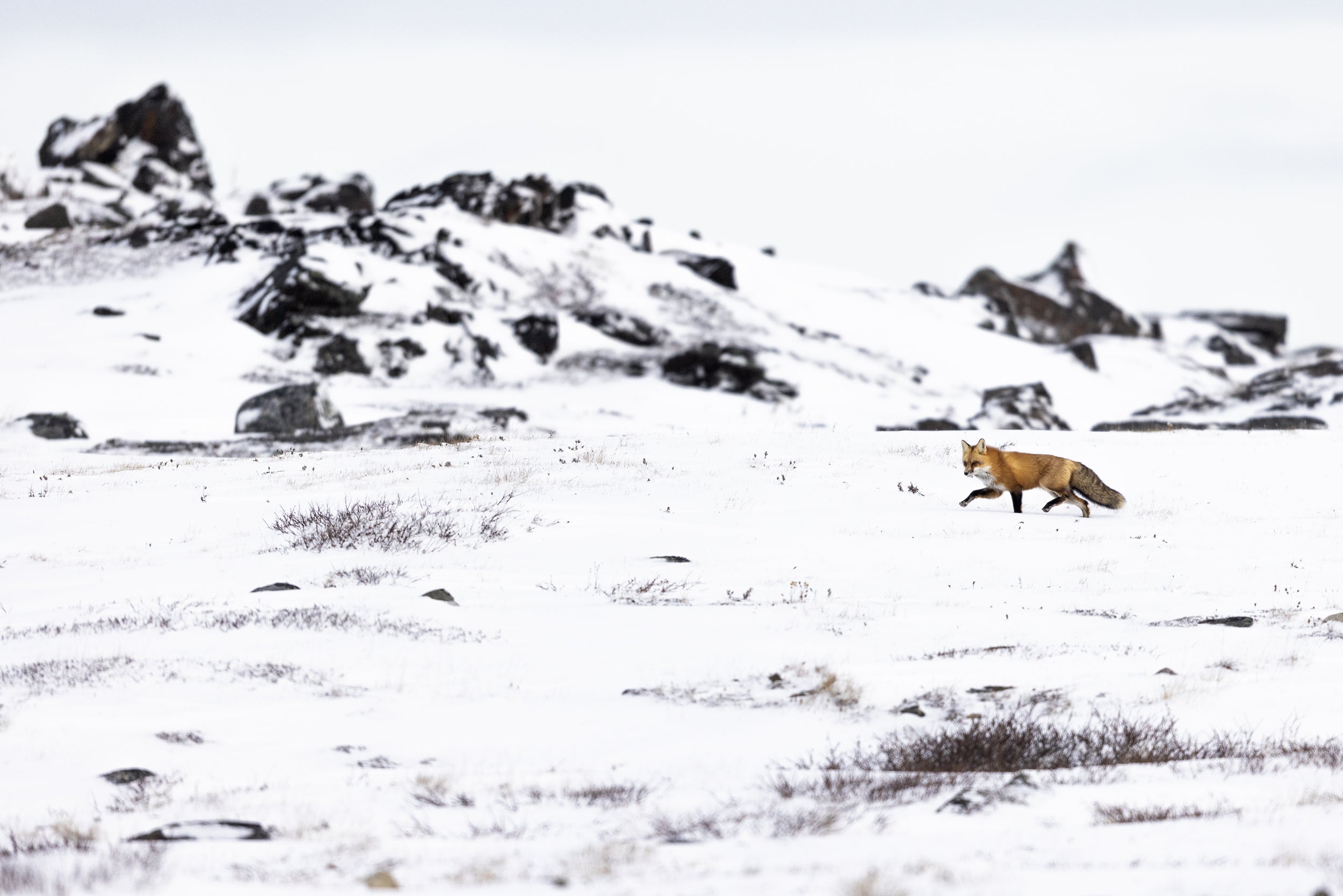 Renard roux - Hiver 077