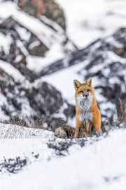 Renard roux - Hiver 079