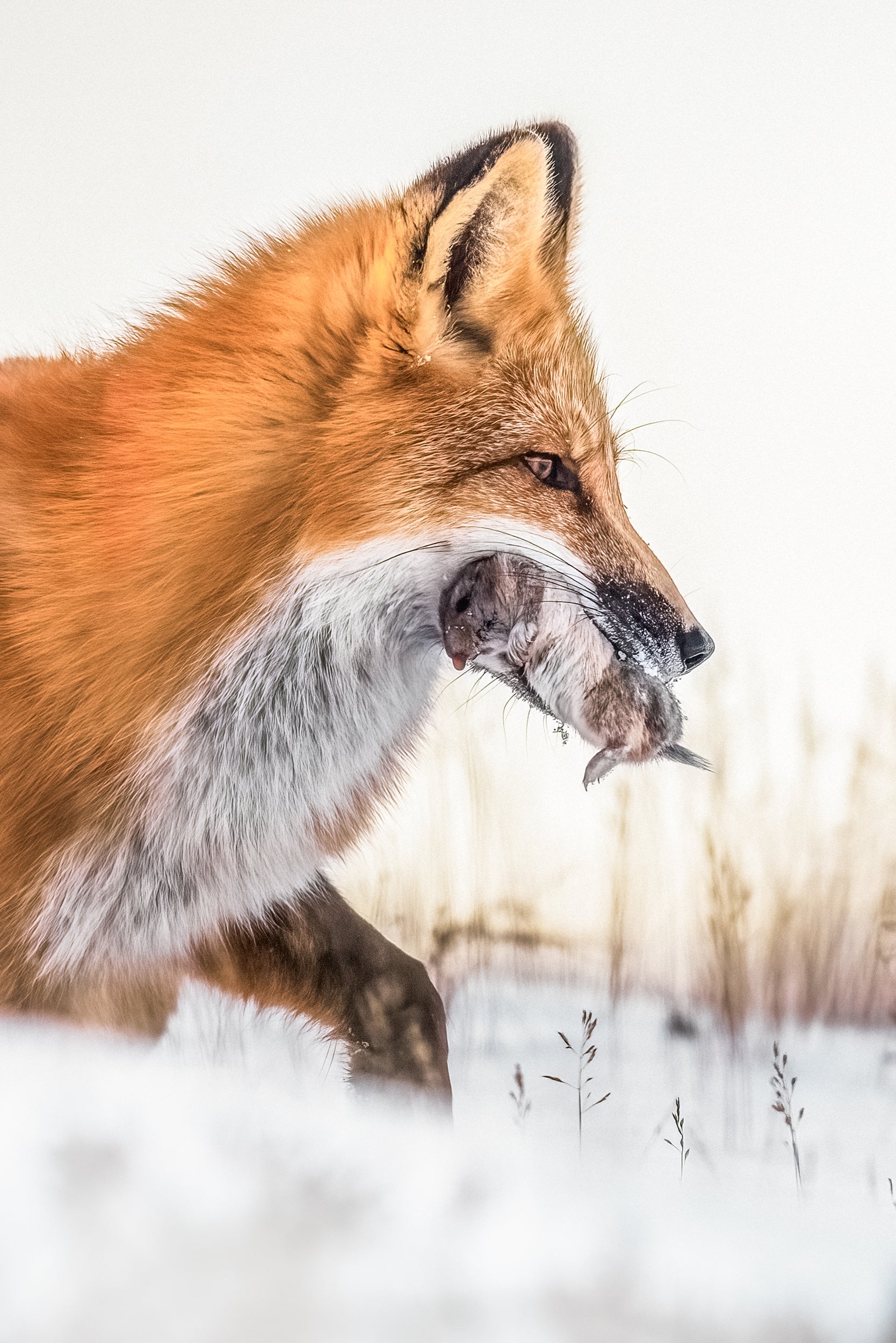 Renard roux - Hiver 083