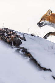 Renard roux - Hiver 084